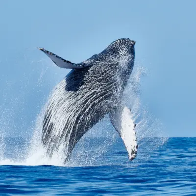 Kauaʻi Whale Watching Tours