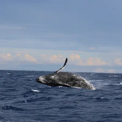 Humpback whale slapping its tail fin on the ocean surface