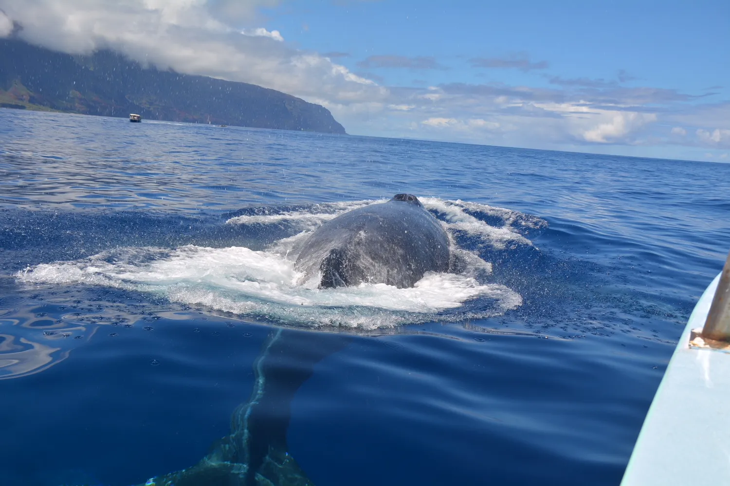 Humpback whale surfacing off the coast
