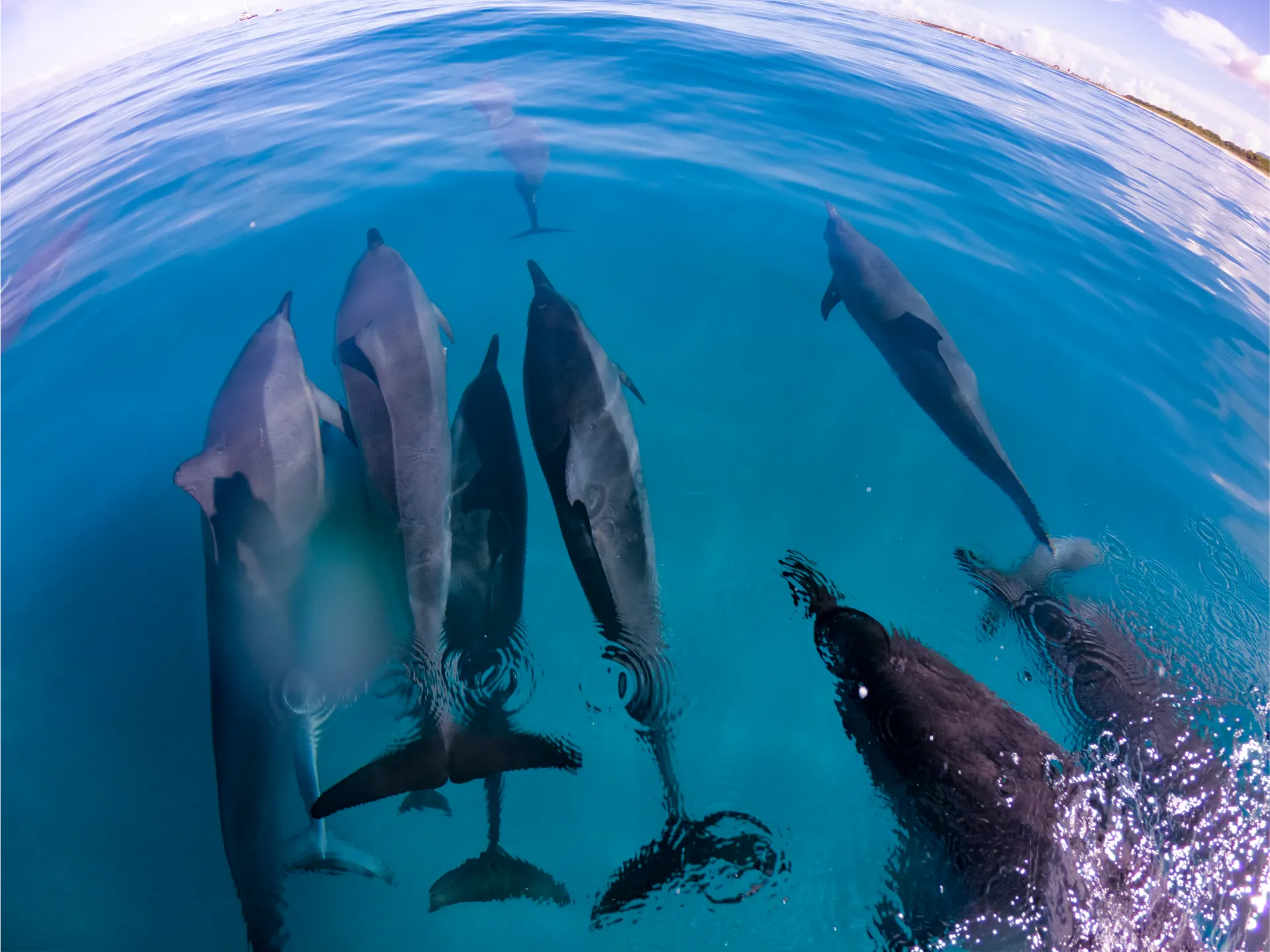 Pod of spinner dolphins at the surface