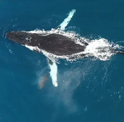 Aerial view of a humpback whale gliding through blue water