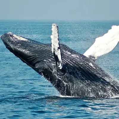 Humpback whale breaching head-on with pectoral fins spread