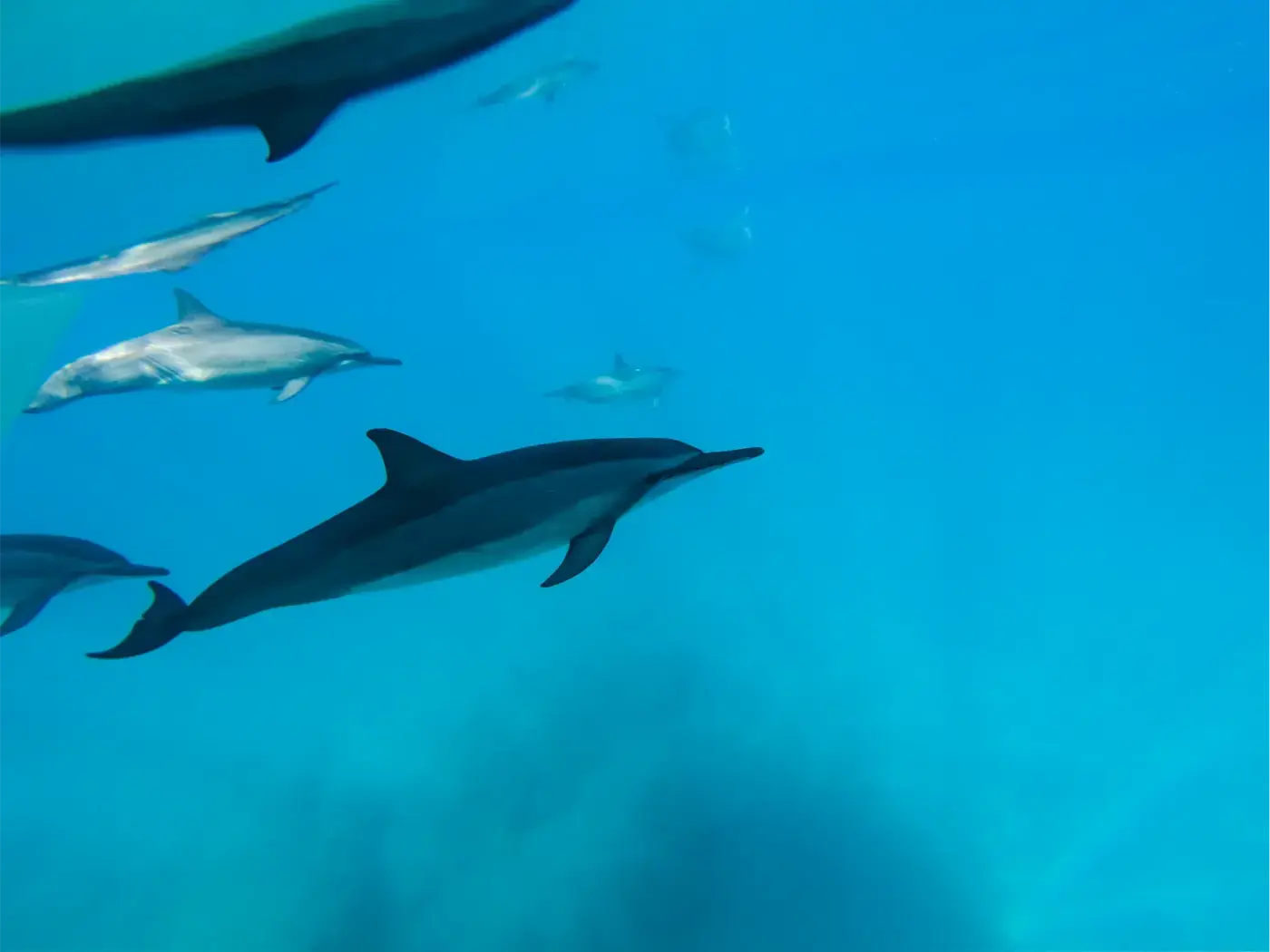West Side Snorkel Tour